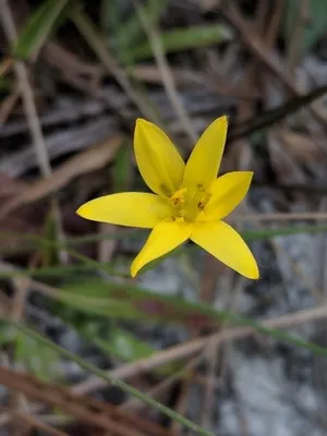 Hypoxis hirsuta (分類, 特徴, 花, 画像)