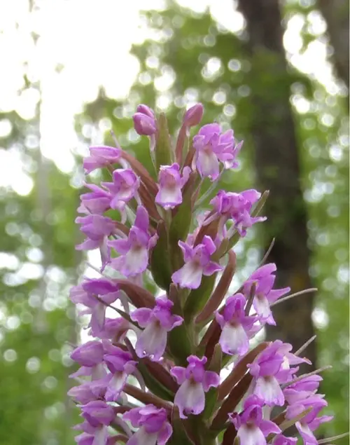 Short-spurred fragrant orchid