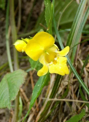 How to Grow and Care for Yunnan hardy dwarf ginger