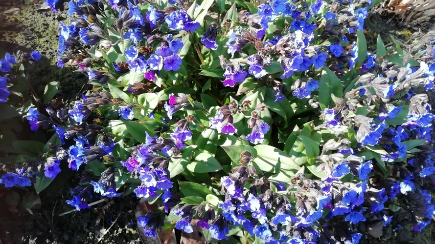 Pulmonaria angustifolia 'Blue Ensign'
