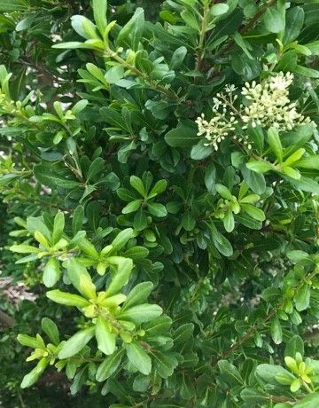Exploring the Health and Environmental Benefits of Barreta