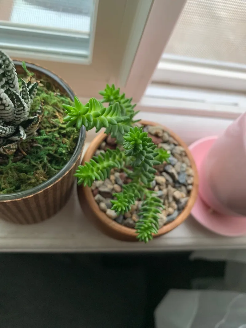 Compra semillas de Stonecrop de Sangre de Dragón - Cubresuelo perenne de  bajo mantenimiento y siempre verde, image size:800x1067