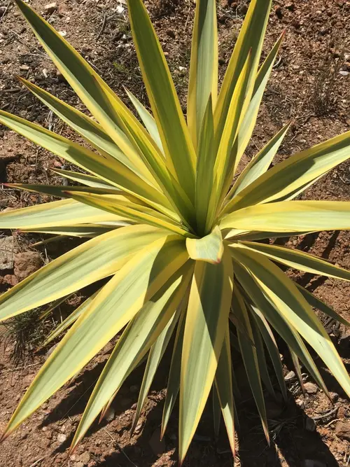 Yucca gloriosa 'Walbristar'