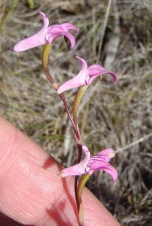 Disa inflexa - PictureThis