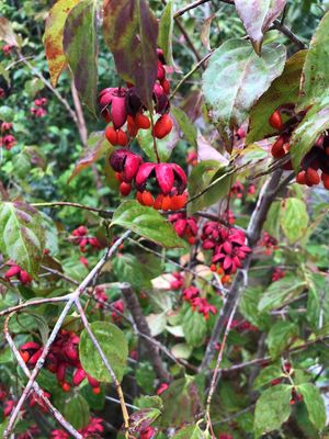 ツリバナ(吊花)の育て方・栽培方法