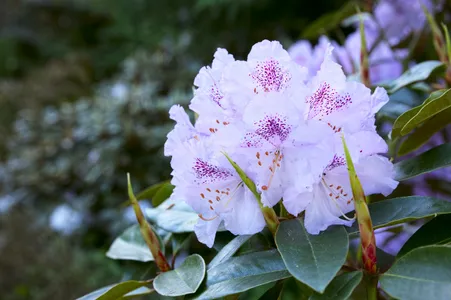 dark pink rhododendron 'Holdens Fuchsia' Rhododendron