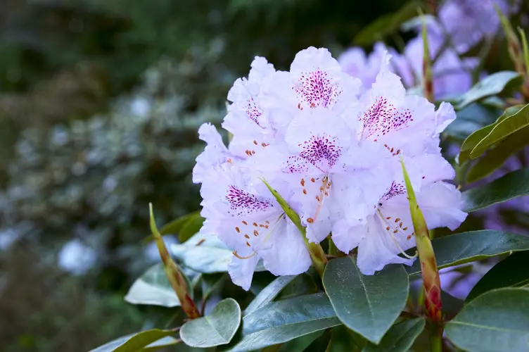 Rhododendron 'Susan'