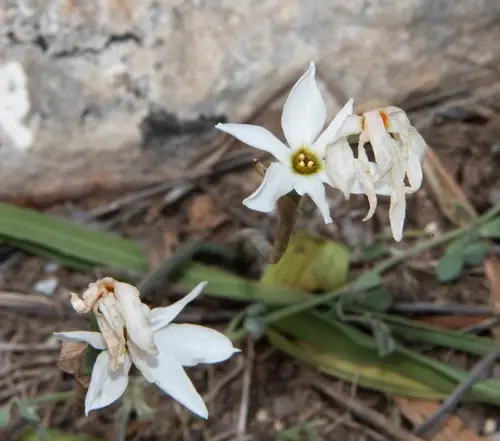 Narciso autunnale