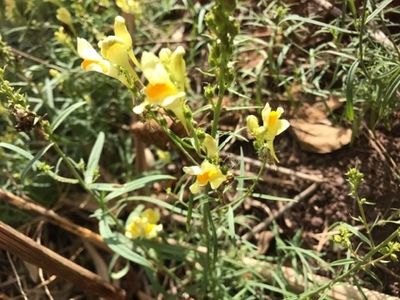 Simple toadflax (Linaria simplex) - PictureThis