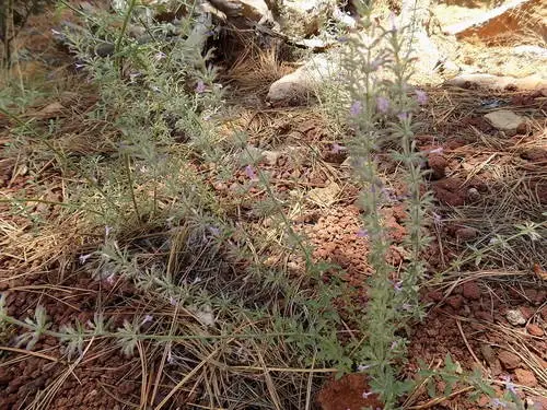Hedeoma oblongifolia