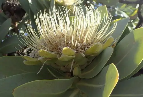 Protea nitida
