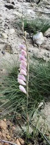 Gladiolus martleyi