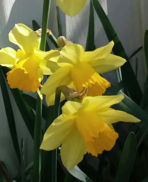 Daffodils 'Glenfarclas'