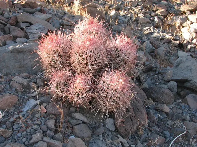 Cactus à tête de coton