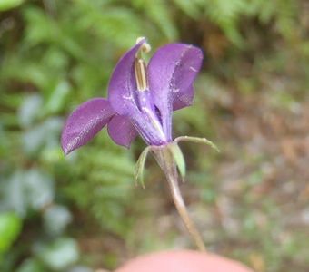 Monopsis simplex - PictureThis