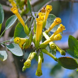 tree tobacco uses How to Grow and Care for Tree tobacco