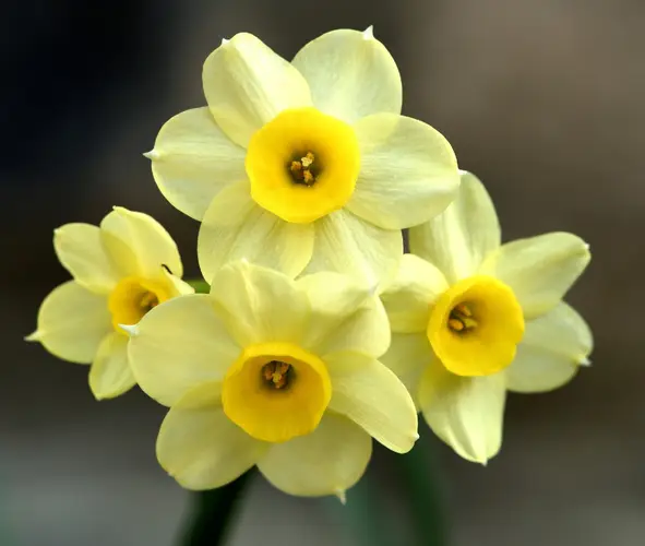 Narcissus 'Minnow'