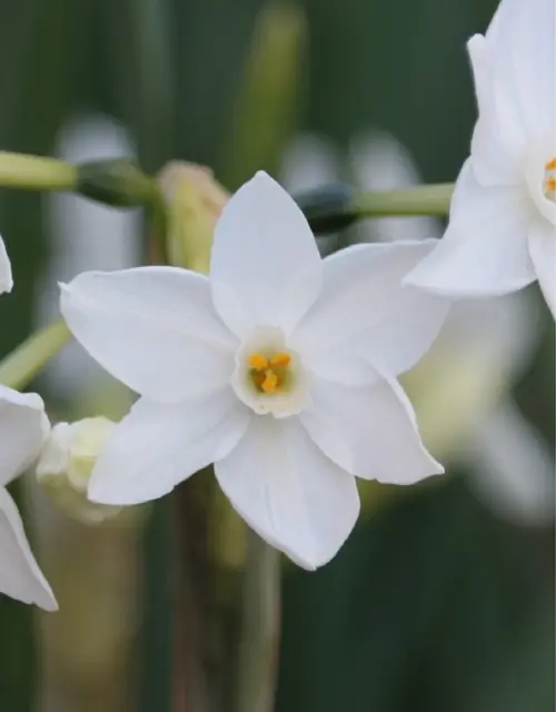 Daffodils 'Nir'