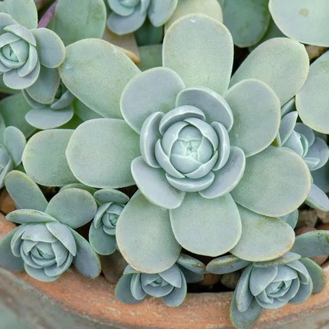 コモチレンゲ（子持ち蓮華）サボテンを育てる方法は？