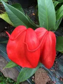 Welche Art von Dnger braucht meine Kleine Flamingoblume? - PictureThis