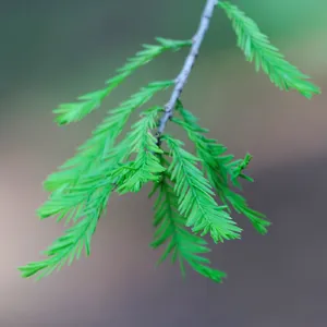 🍀 Cómo cultivar y cuidar una Ahuehuete