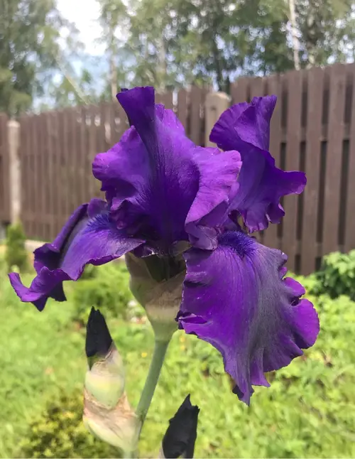 Bearded iris 'Titan's Glory'