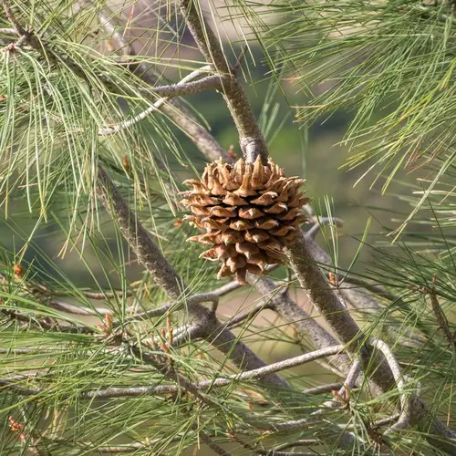Towani Pine