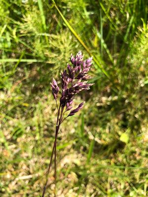 How to Grow and Care for Alpine meadow-grass