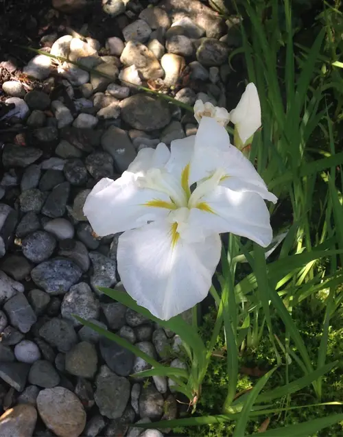 Japanese iris 'White Ladies'