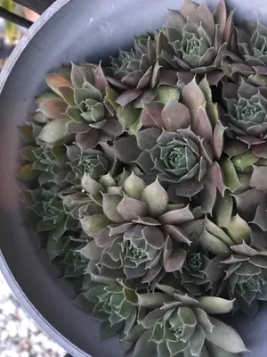 ブロンズパステル (Sempervivum 'Bronze Pastel') - PictureThis