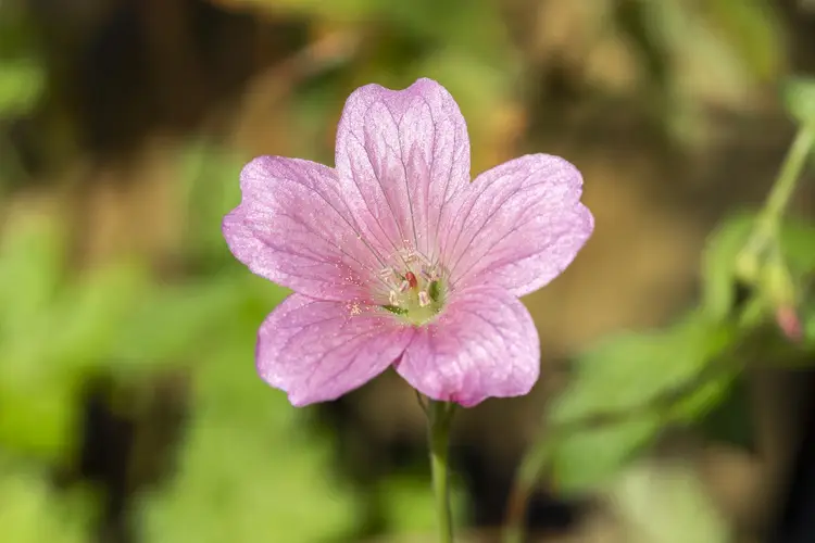 Geranium × oxonianum 'Wargrave Pink'