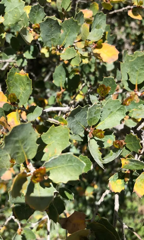 Quercus Turbinella