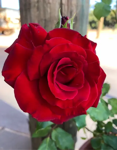 Rosa 'Crimson Glory'
