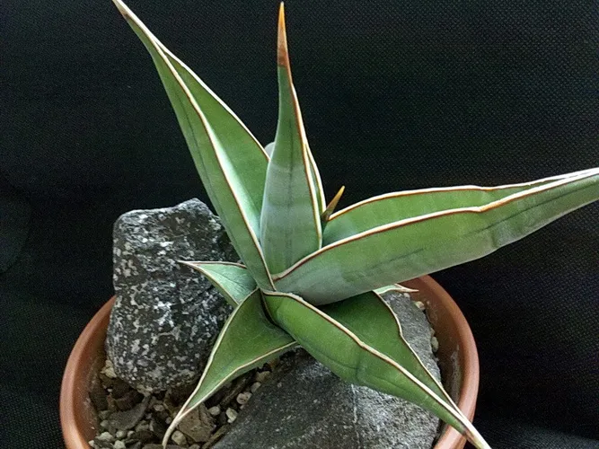 Sansevieria pinguicula (Pielęgnacja, Charakterystyka