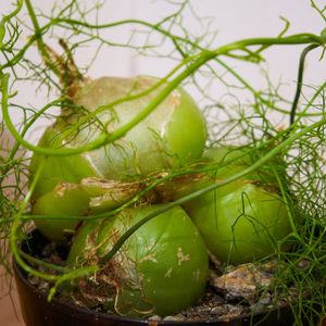 蒼角殿　確認用です 蒼角殿（ソウカクデン） | [公式]e-花屋さん