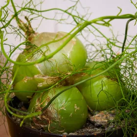 蒼角殿　確認用です ソウカクデン（蒼角殿）の判定方法 (Bowiea volubilis)