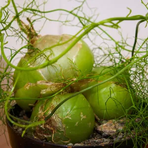 ソウカクデン（蒼角殿）の増やし方