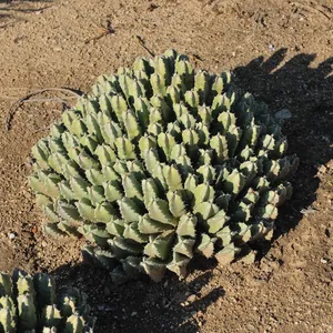 Pianta Artificiale Euforbia Per Terrari - Zoo Med Naturalistic Desert Flora, Base In Pietra - Foto 4