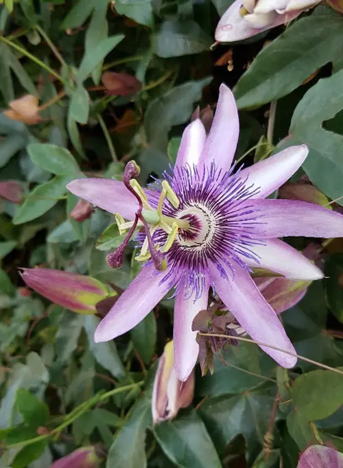 Passion flowers 'Amethyst Lavender Lady'