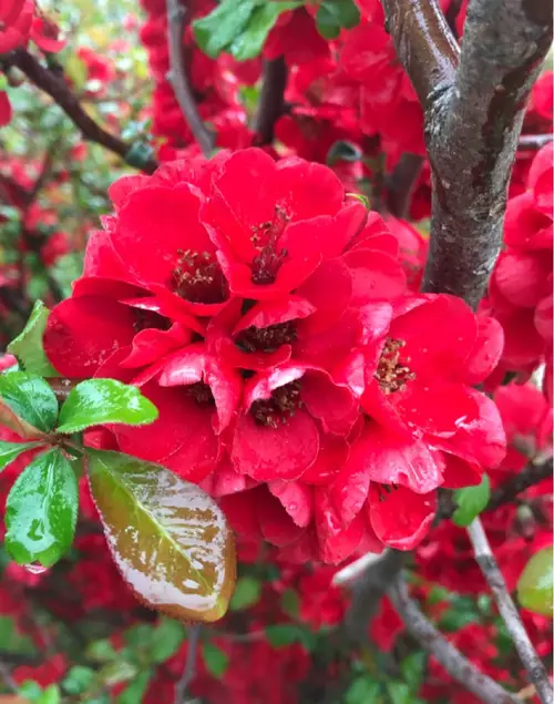 Flowering quince 'Falconnet Charlet'