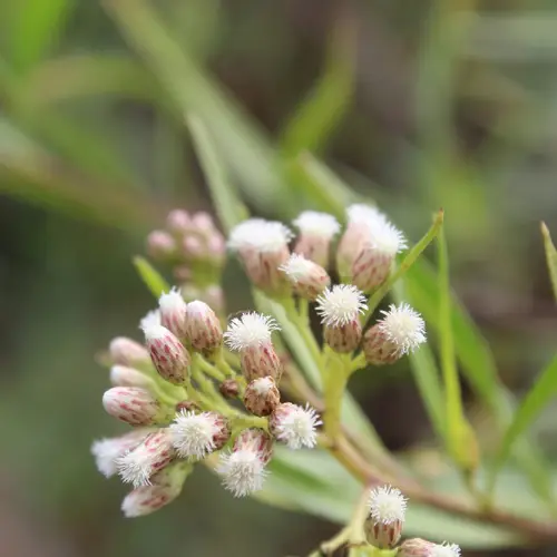 Azumiate (Baccharis salicifolia) - PictureThis