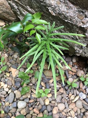 イノモトソウ（井の許草） (Pteris multifida) - PictureThis