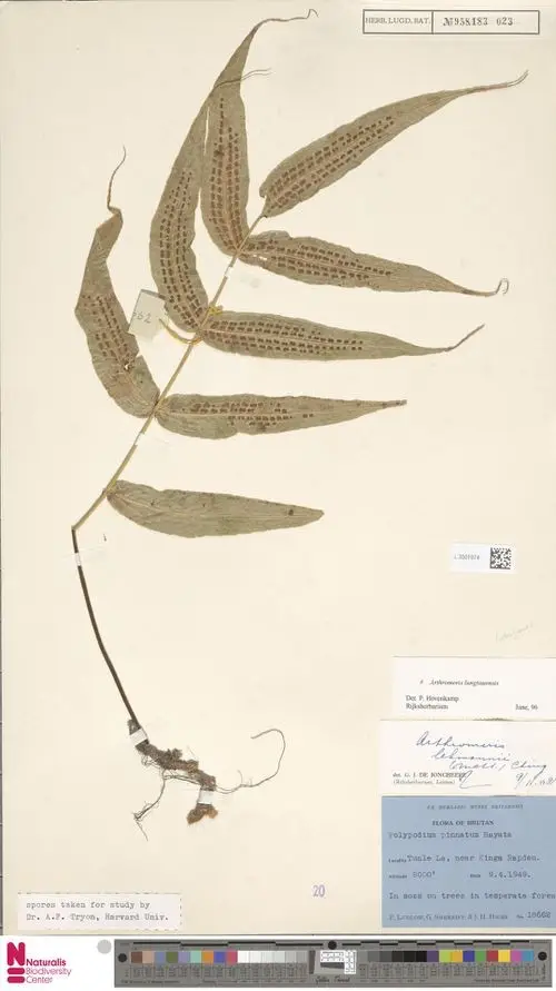 Arthromeris lungtauensis