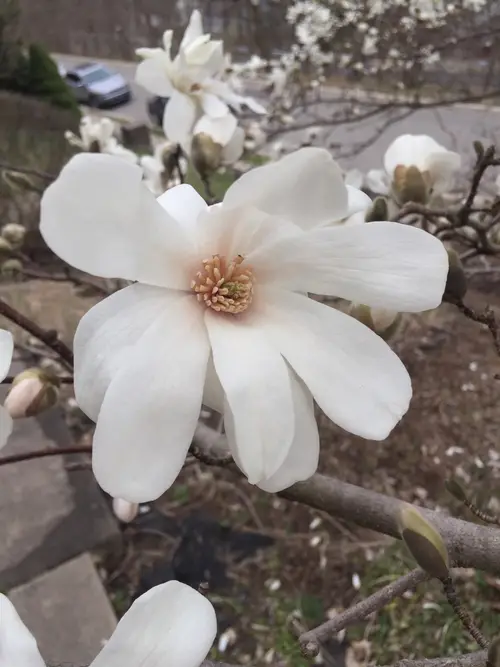 Magnolias 'Merrill'