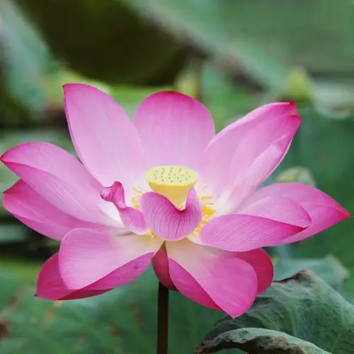 Heilige Lotus