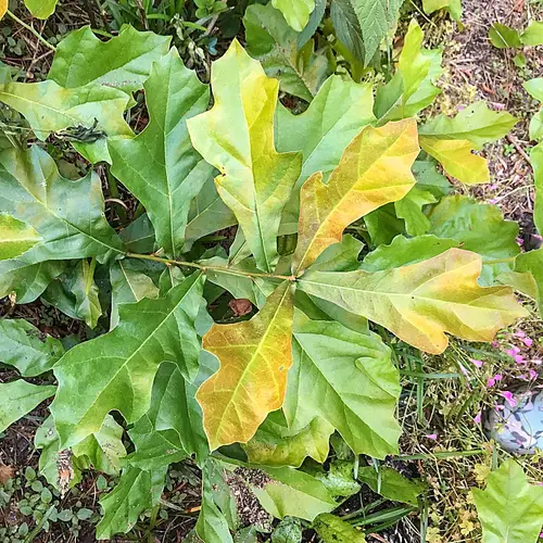 Roble de copa (Quercus lyrata) - PictureThis