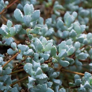 コトヅメギク(琴爪菊)の育て方・栽培方法 コトヅメギク(琴爪菊)の育て方・栽培方法