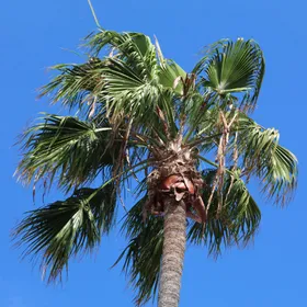ワシントンヤシ 10号175cm Washingtonia robusta ワシントンヤシ 10号