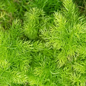 Asparagus densiflorus 'Sprengeri' richtig vermehren