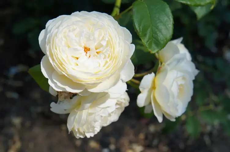 Roses 'Claire Austin'